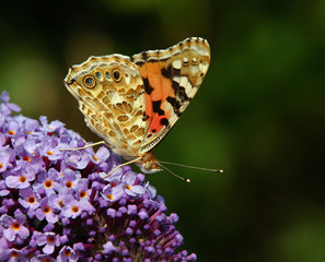 painted lady