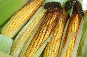 Fresh yellow corn on the cob