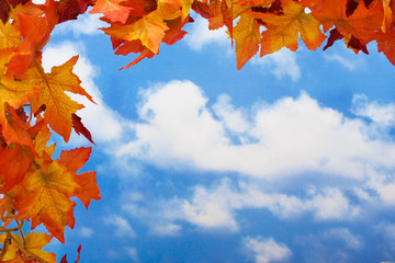 Fall leaves on sky background, fall leaf border