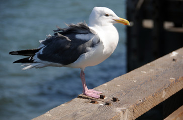 Mouette au port