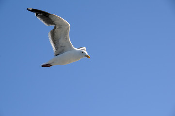 Mouette en vol