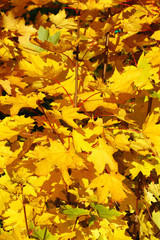 Autumn maple leaves - fall background