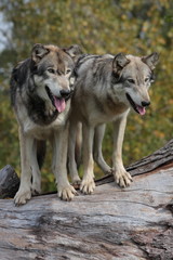 Fototapeta premium wolves canis lupus