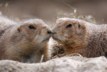 tendresse et douceur
