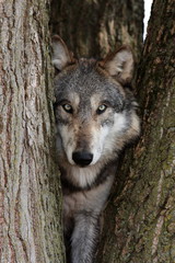 Naklejka premium wolf canis lupus