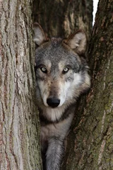 Photo sur Plexiglas Loup loup canis lupus