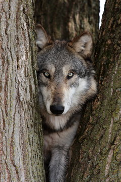 Fototapeta wolf canis lupus