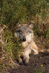 wolf in golden light