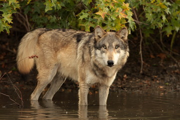 wolf in water