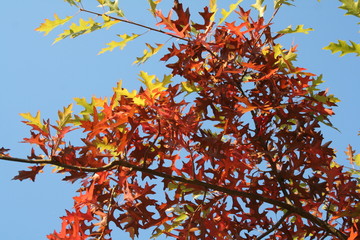 l'automne et l érable