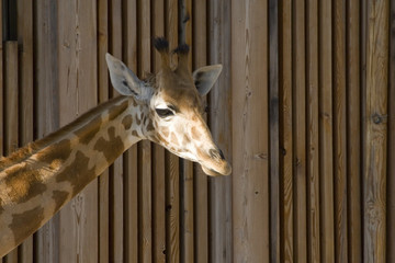 girafe