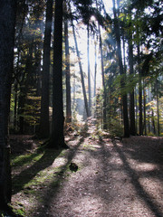 Wald mit Sonnenstrahlen