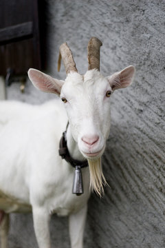 ch&egrave;vre