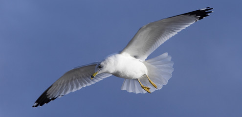 Seagul in Flight