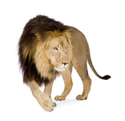 Lion (4 and a half years)