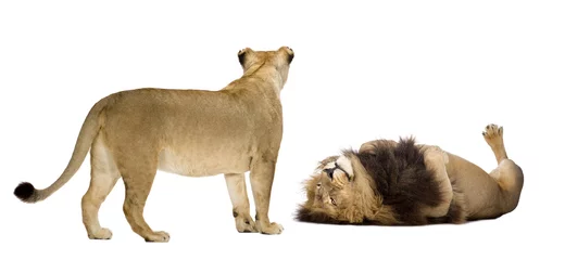 Papier Peint photo autocollant Lion Lion et lionne devant un fond blanc