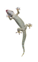 Tokay gecko - Gekko gecko in front of a white background