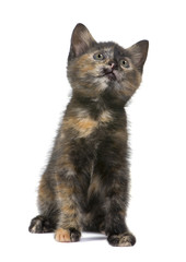 Fototapeta premium Tortoiseshell cat (2 months) in front of a white background