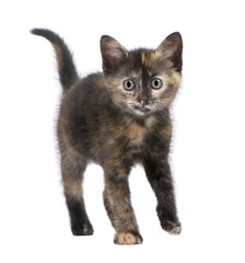 Tortoiseshell cat (2 months) in front of a white background