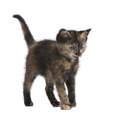 Tortoiseshell cat (2 months) in front of a white background