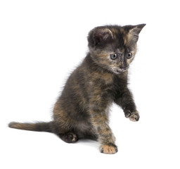 Fototapeta premium Tortoiseshell cat (2 months) in front of a white background