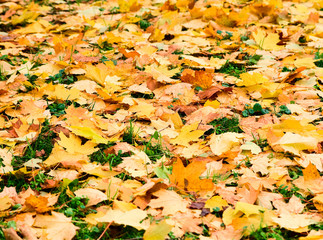 Falling leafs on forest grass. Autumn