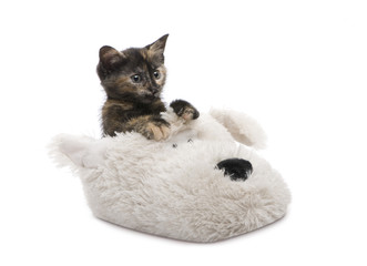 Tortoiseshell cat (2 months) in front of a white background