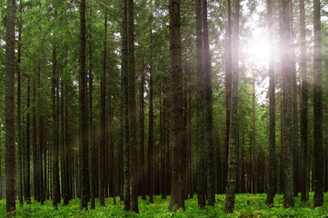 Fototapeta na wymiar fairy tale fir tree forest