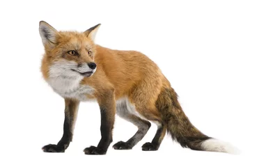 Red fox - Vulpes vulpes in front of a white background