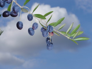 Provence ; Rameau d'olivier