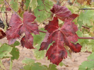Provence ; vigne rousse en automne