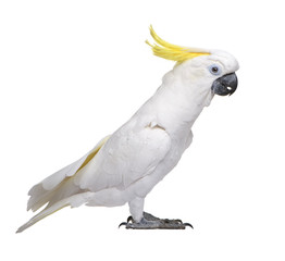 Sulphur-crested Cockatoo in front of a white background © Eric Isselée