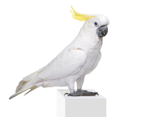 Sulphur-crested Cockatoo in front of a white background