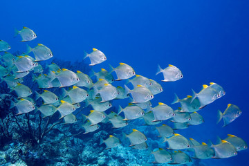 Obraz premium a school of dart fish swimming over the reef