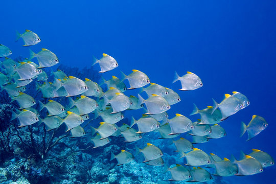 a school of dart fish swimming over the reef