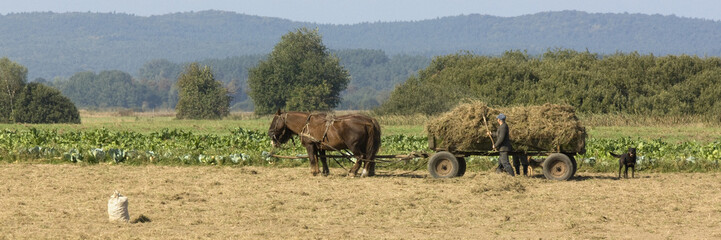 Fototapeta na wymiar Horse working in the field