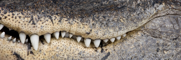 American Alligator in front of a white background