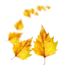 yellow birch leaves on a white background