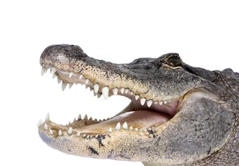 Papier Peint photo autocollant Crocodile Alligator américain devant un fond blanc