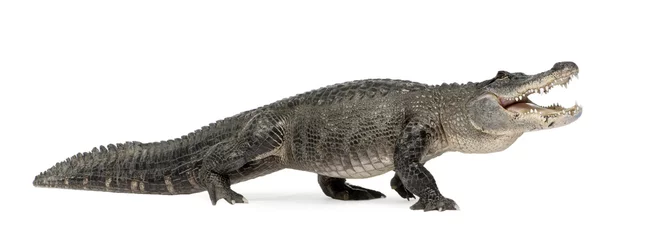 Papier Peint photo Lavable Crocodile Alligator américain devant un fond blanc