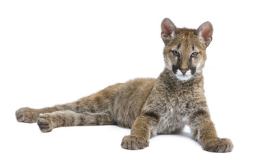 Obraz premium Puma cub - Puma concolor in front of a white background