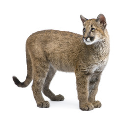 Fototapeta premium Puma cub - Puma concolor in front of a white background