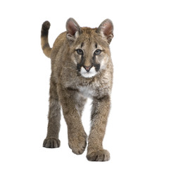 Puma cub - Puma concolor in front of a white background