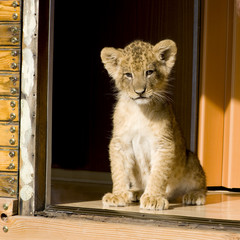Lion Cub (7 weeks)