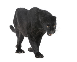 Black Leopard (6 years) in front of a white background
