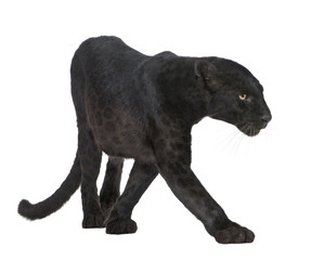 Black Leopard (6 years) in front of a white background - obrazy, fototapety, plakaty