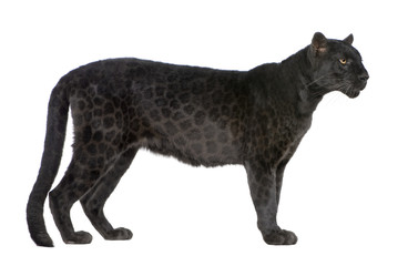 Fototapeta premium Black Leopard (6 lat) na białym tle