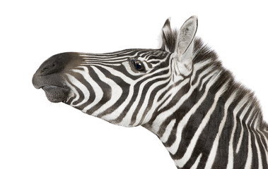 Zebra (4 years) in front of a white background