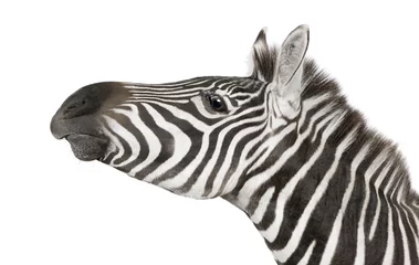 Fotobehang Zebra (4 jaar) voor een witte achtergrond © Eric Isselée