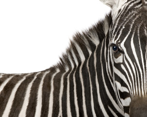 Fototapeta na wymiar Zebra (4 lata) z przodu bia?